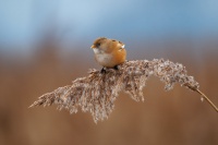 Sykorice vousata - Panurus biarmicus - Bearded Reedling o3178